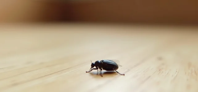 Comment identifier une petite bête noire qui saute avant d’appeler un professionnel Comment identifier une petite bête noire qui saute avant d’appeler un professionnel